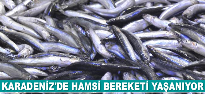 Karadeniz’de hamsi bereketi yaşanıyor
