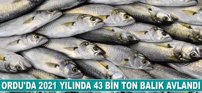 Ordu'da 2021 yılında 43 bin ton balık avlandı