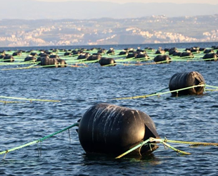 Yalova’da kurulan midye çiftlikleri yılda 126 milyon lira ciro yapacak