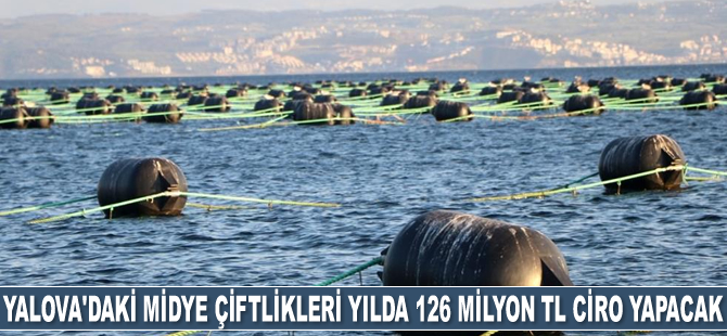 Yalova’da kurulan midye çiftlikleri yılda 126 milyon lira ciro yapacak