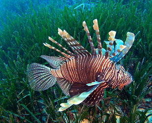 Antalya Körfezi'ndeki istilacı tür sayısı arttı