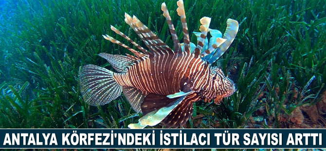 Antalya Körfezi'ndeki istilacı tür sayısı arttı