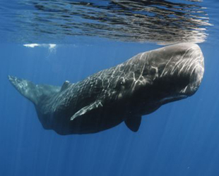 MSC, balinalar için Akdeniz’de rotasını değiştiriyor