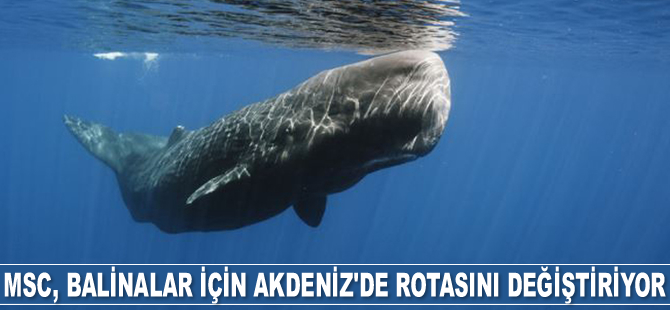 MSC, balinalar için Akdeniz’de rotasını değiştiriyor