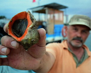 Türkiye, deniz salyangozu ihracatından 10.4 milyon dolar kazandı