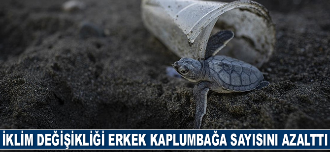 Ölü 50 deniz kaplumbağasının yarısının midesinde plastik tespit edildi