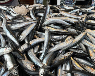 Karadeniz’de hamsi bereketi sürüyor