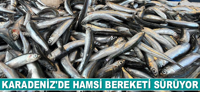 Karadeniz’de hamsi bereketi sürüyor