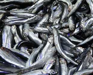 Karadeniz'de hamsi bereketi sürüyor