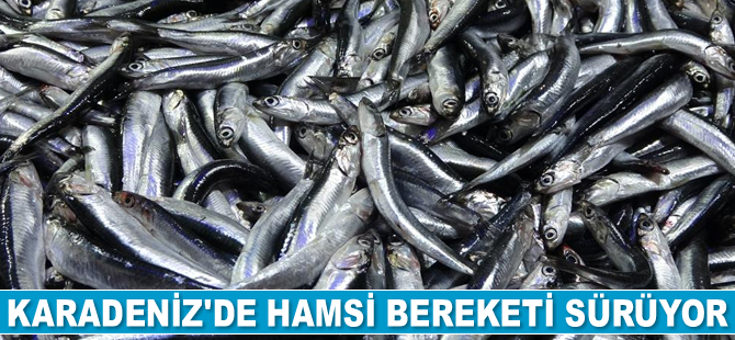 Karadeniz'de hamsi bereketi sürüyor