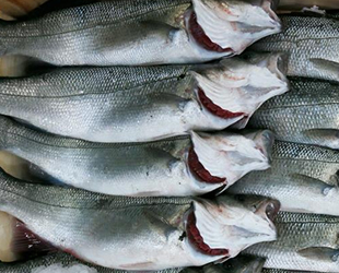 Çiftlik levreklerinde ölümcül bakteriyel hastalık tespit edildi