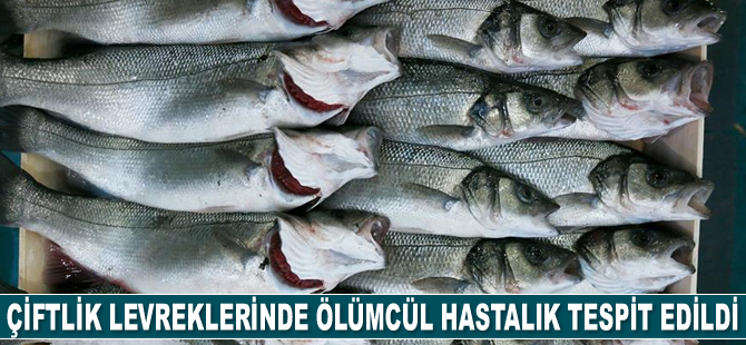 Çiftlik levreklerinde ölümcül bakteriyel hastalık tespit edildi