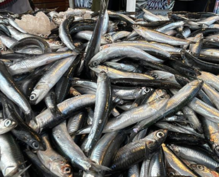 Hamsi avı azalınca ihracatı da düştü