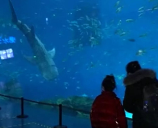 Çin’de robot balina köpekbalığı tanıtıldı