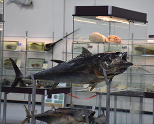 Mumyalanmış deniz canlıları İzmir'de sergileniyor