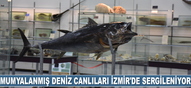 Mumyalanmış deniz canlıları İzmir'de sergileniyor