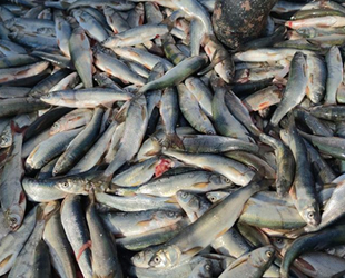 Üreme döneminde alınan tedbirler inci kefalinin çoğalmasını sağladı