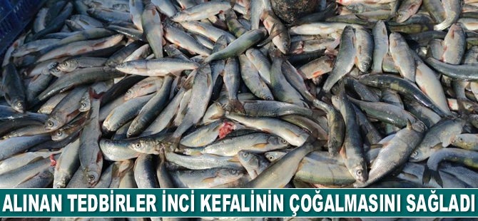 Üreme döneminde alınan tedbirler inci kefalinin çoğalmasını sağladı