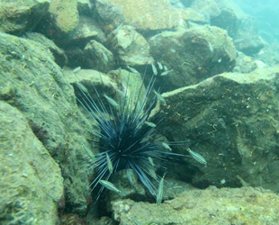 Deniz kestanesi ve aslan balığı, Mersin sahillerine yerleşti