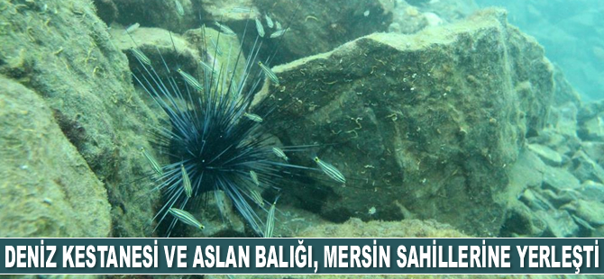 Deniz kestanesi ve aslan balığı, Mersin sahillerine yerleşti