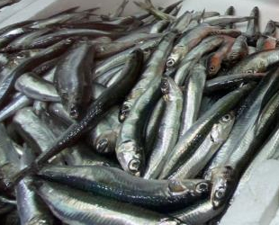 Hamsi bolluğu, balıkçıların yüzünü güldürdü