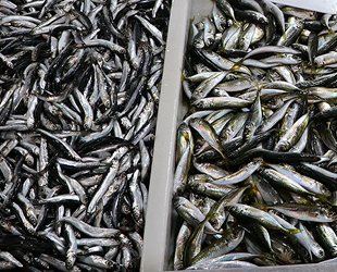 Tekirdağ'da hamsi ve istavrit tezgahları süslüyor