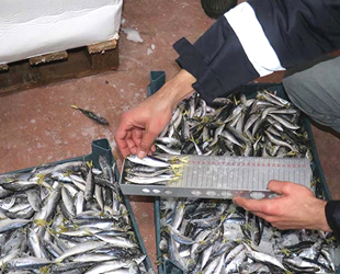 İzmir'de boy ve av yasağına uymayan 8 ton balığa el konuldu