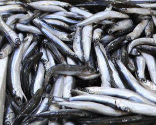 Balıkçı tezgahlarında hamsi bereketi yaşanıyor