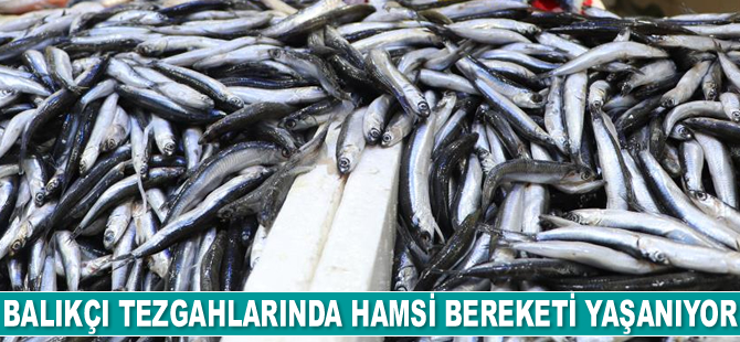 Balıkçı tezgahlarında hamsi bereketi yaşanıyor