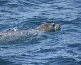 Prof. Dr. Cemal Turan, fokların rahatsız edilmemesi uyarısında bulundu