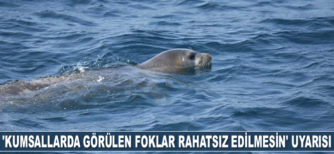 Prof. Dr. Cemal Turan, fokların rahatsız edilmemesi uyarısında bulundu