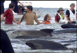 Sahile vuran 41 balina öldürüldü