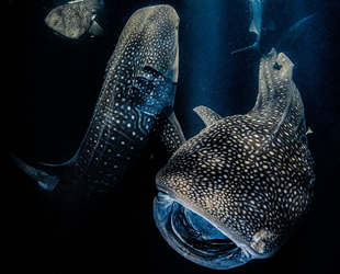 Uluslararası Yılın Su Altı Fotoğrafçısı yarışması ödülleri belirlendi