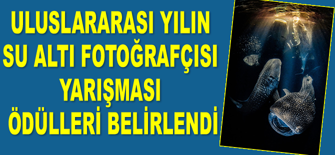 Uluslararası Yılın Su Altı Fotoğrafçısı yarışması ödülleri belirlendi