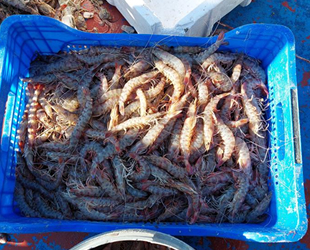 Marmara’da kıyı balıkçılarının umudu karides oldu