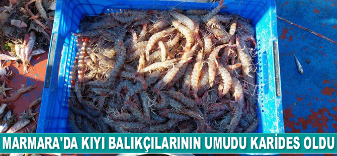 Marmara’da kıyı balıkçılarının umudu karides oldu