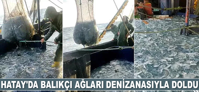 Hatay'da balıkçı ağları denizanasıyla doldu