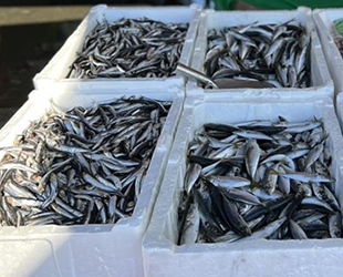 Balıkçı tezgâhlarda çeşit azaldı, fiyatlar fırladı