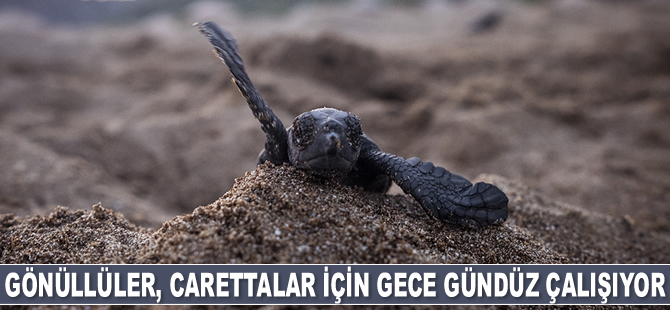 Gönüllüler, deniz kaplumbağalarının hayatına dokunmak için gece gündüz çalışıyor