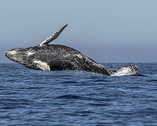 İzlanda, 2024'te balina avcılığına son verecek