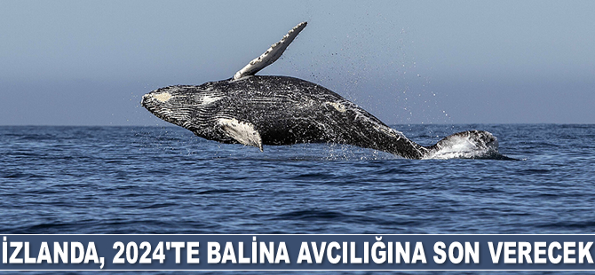 İzlanda, 2024'te balina avcılığına son verecek
