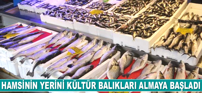 Tezgahlarda hamsinin yerini kültür balıkları almaya başladı