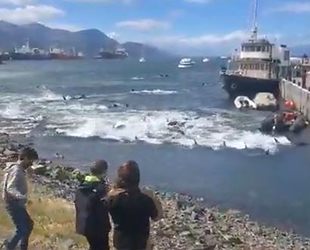 Arjantin’de katil balinalar kıyıya vurdu