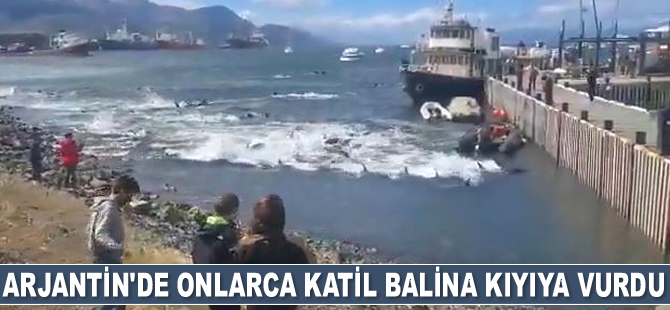 Arjantin’de katil balinalar kıyıya vurdu