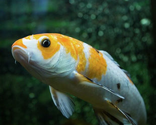 Bilim insanları, insan kalbi hücreleriyle hareket eden robot balık geliştirdi