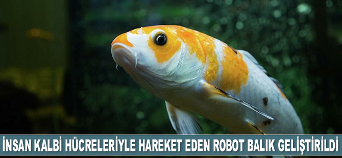 Bilim insanları, insan kalbi hücreleriyle hareket eden robot balık geliştirdi