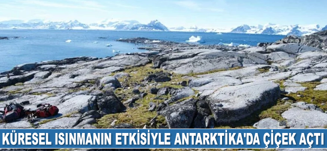 Küresel ısınmanın etkisiyle Antarktika'da çiçek açtı