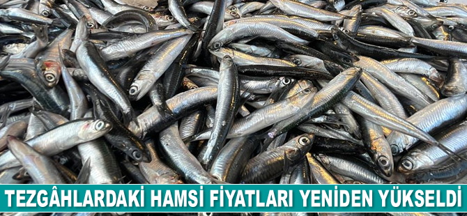 Tezgâhlardaki hamsi fiyatları yeniden yükseldi
