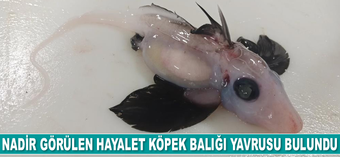 Yeni Zelanda'da nadir görülen hayalet köpek balığı yavrusu bulundu
