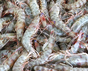 Tekirdağ'da karides tezgahları süslüyor